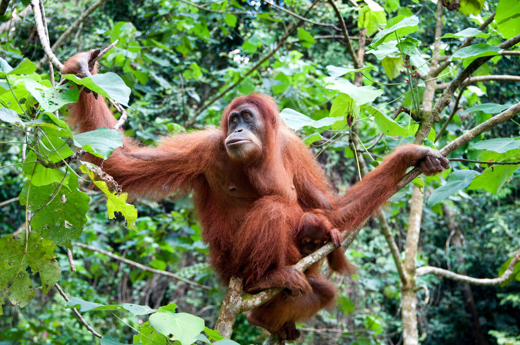 orangutanok-vilagnapja