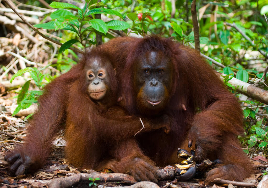 orangutanok-vilagnapja