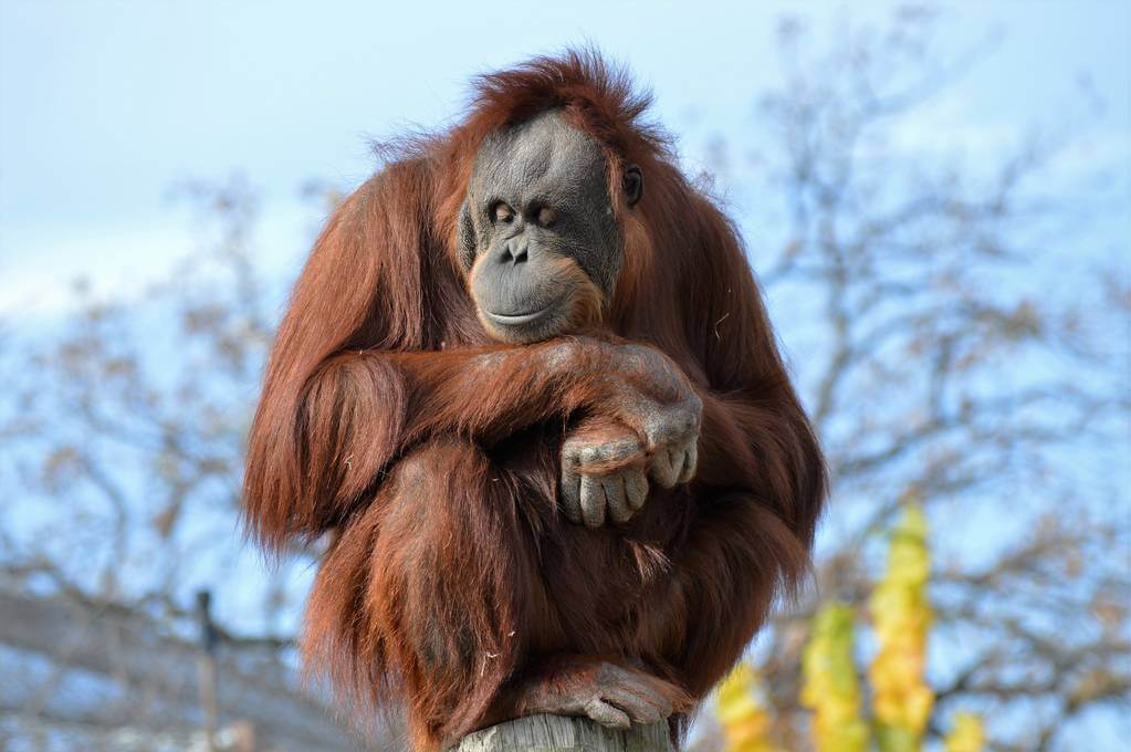 orangutanok-vilagnapja