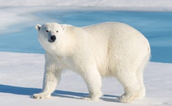 nemzetkozi-jegesmedve-nap