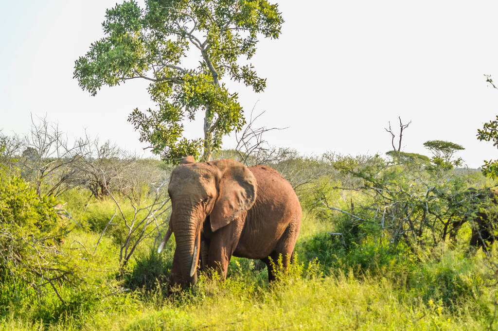 vadon-elo-allatok-vilagnapja