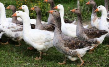 mit-unneplunk-marton-napon