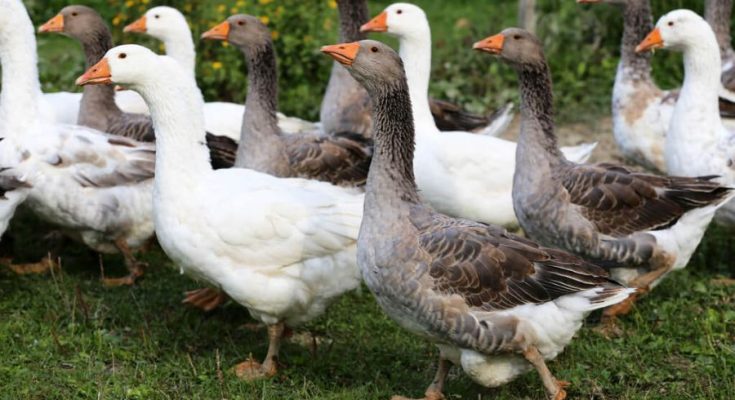 mit-unneplunk-marton-napon