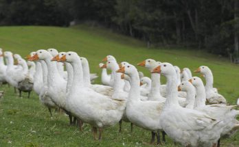 marton-napi-programok-orszagszerte-2025-ben