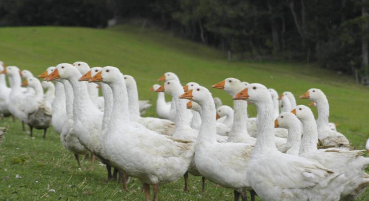 marton-napi-programok-orszagszerte-2025-ben