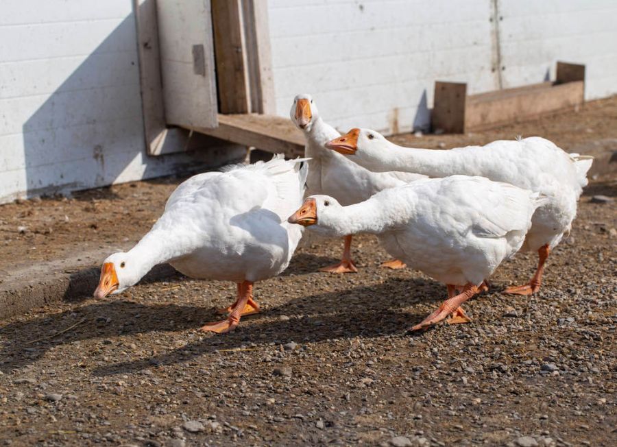 marton-napi-programok-orszagszerte-2025-ben marton-napi-programok-orszagszerte-2025-ben